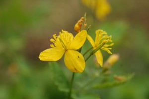 Chelidonium Majus (Vrehull 
Fecskef)