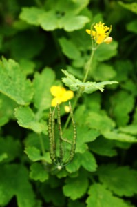 Chelidonium Majus (Vrehull Fecskef)