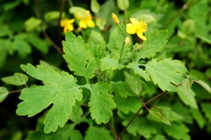 Chelidonium Majus (Vrehull 
Fecskef)