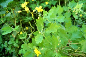 Chelidonium Majus (Vrehull Fecskef)