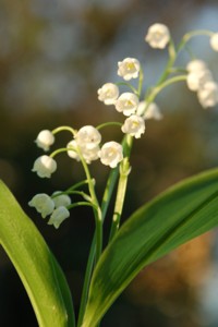 Convallaria Majalis (Mjusi 
gyngyvirg)