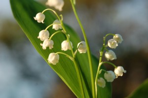 Convallaria Majalis (Mjusi gyngyvirg)