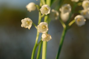 Convallaria Majalis 
(Májusi gyöngyvirág)