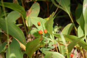 Convallaria Majalis (Mjusi gyngyvirg)