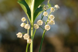 Convallaria Majalis (Májusi gyöngyvirág)