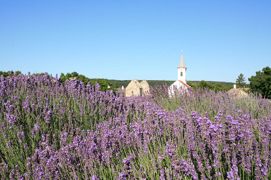 Dörgicse