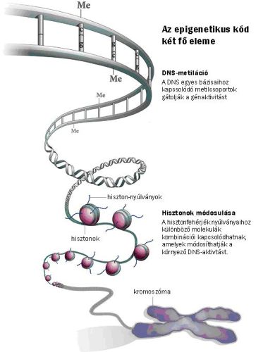 epigenetika_2abra