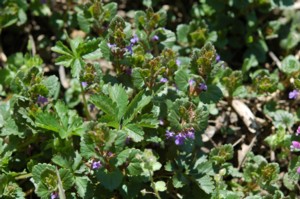 Glechoma Hederacea (Kerekrepkny)