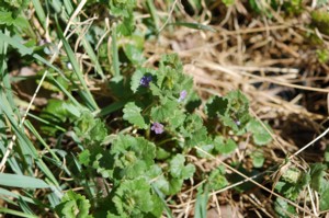 Glechoma Hederacea (Kerekrepkny)