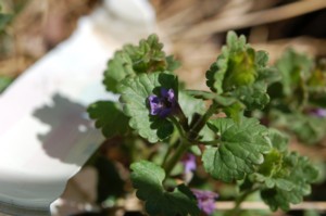 Glechoma Hederacea (Kerekrepkny)