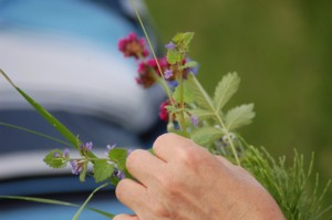 Glechoma Hederacea 
(Kerekrepkny)