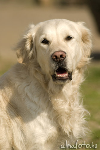 Golden retriever