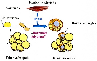 irisin fogyás)