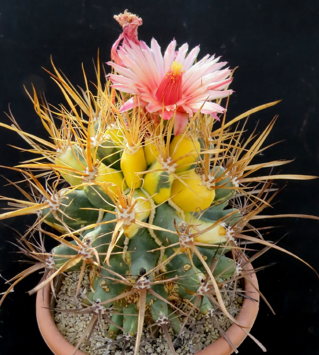 Őszi Országos Kaktuszkiállítás és Vásár
