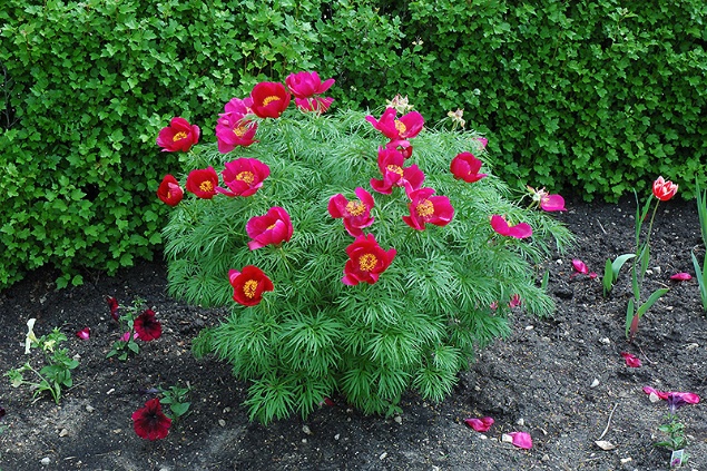 Keleti bazsarzsa - Paeonia tenuifolia