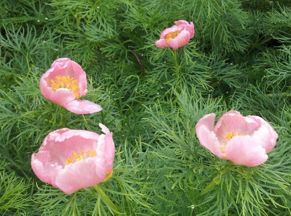 Keleti bazsarózsa - Paeonia tenuifolia