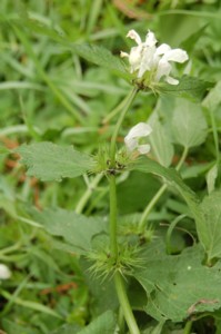 Lamium album (Fehér árvacsalán)