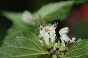 Lamium album (Fehér árvacsalán)