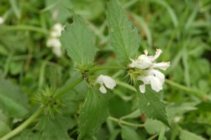 Lamium album (Fehr rvacsaln)