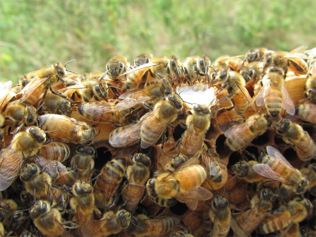 Méhpempő - méhek