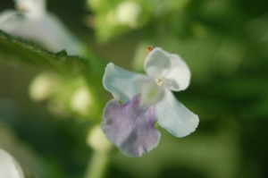 Melittis Melissophyllum (Erdei méhfű)