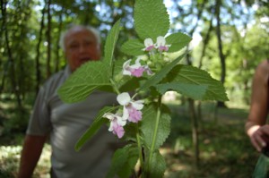 Melittis Melissophyllum (Erdei méhfű)