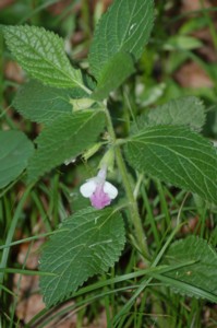 Melittis Melissophyllum (Erdei méhfű)