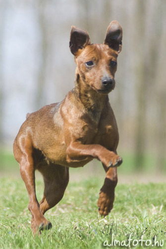 Törpe pinscher