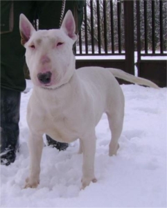 Magdi a gazdátlan Bullterrier (Pitbull)