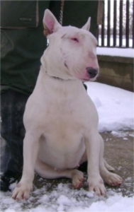 Magdi a gazdátlan Bullterrier (Pitbull)