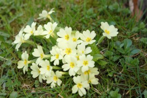 Primula (Kankalin)