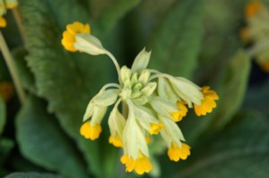 Primula (Kankalin)