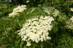 Sambucus nigra (Bodza)