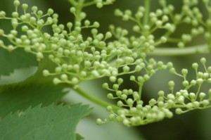 Sambucus nigra (Bodza)