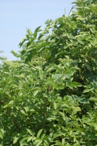 Sambucus nigra (Bodza)