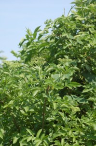 Sambucus nigra (Bodza)