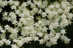 Sambucus nigra (Bodza)