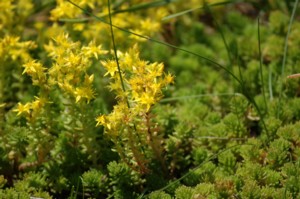 Sedum Acre (Borsos varjúháj)