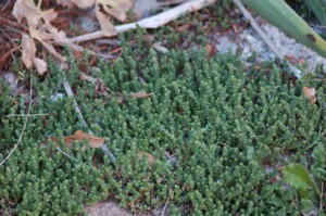 Sedum Acre (Borsos varjhj)