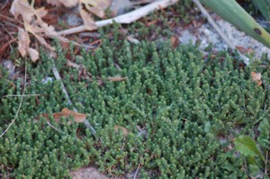 Sedum Acre (Borsos varjúháj)