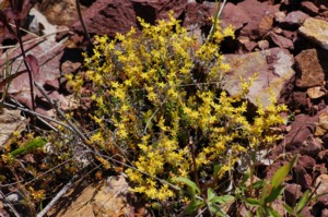 Sedum Acre (Borsos varjúháj)