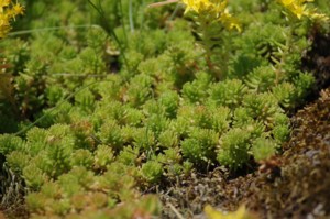 Sedum Acre (Borsos varjúháj)