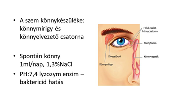 könnytermelődés