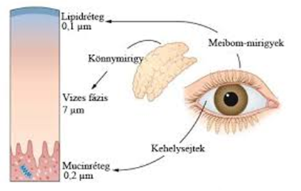 Meibom-mirigyek