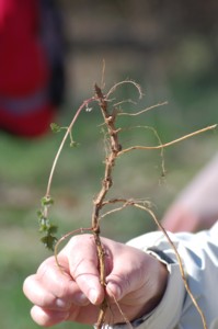 Urtica Dioica (Csaln)