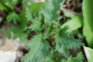 Urtica Dioica (Csaln)