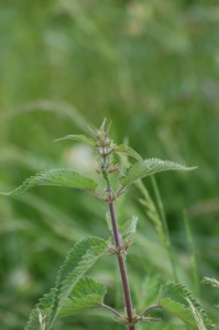 Urtica Dioica (Csaln)