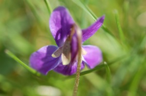 Viola Odorata (Ibolya)