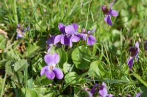 Viola Odorata (Ibolya)