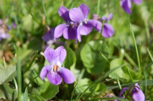 A szerelem s a tavasz hrnke: 
az ibolya   Az antik mtosz szerint az ibolya, azaz annak latin 
elnevezse, a viola az Io nvbl ered. A grg fisten Zeus lltlag 
annyira szeretett egy Io nev ifj szzet, hogy fltvn t felesge 
haragjtl, inkbb szv vltoztatta a lnyt, amely ezutn mindig egy 
ibolyamezn legelszett. Emiatt vszzadokon t az ibolya a 
termkenysg, elssorban pedig a szerelem jelkpe lett. Egy msik grg
 monda arrl emlkezik meg, hogy hogyan szlettek ezek a trkeny 
virgok: eszerint Persephon, a tavasz istennje lba nyomn keltek 
letre. Nem is logiktlan elgondols, ha jobban belegondolunk, hiszen ez
 a nvny rendszerint mrciustl, a tnyleges tavasz elrkezttl kezd 
virgozni. Errl a mai napig megemlkeznek pldul a franciaorszgi 
Bretagne-ban, ahol a tavasz elcsalogatsra nagypnteken ibolyt 
ltetnek. Az illatos ibolya egybknt a tbb mint 1000 fajjal 
rendelkez ibolyaflk csaldjba tartozik (pldul kk ibolya, fehr 
ibolya, borzas ibolya, stb.). Mivel szinte minden helyen megl, a 
trpusokon, szubtrpusokon, s a mrskelt gv alatt is szmos helyen 
megtallhat. Egy 2005-s felmrs szerint a vilgon nevelt cserepes s 
kerti virgok toplistjn az ibolya a harmadik helyen ll, teht nem 
csak a termszetben fordul el gyakran, de az emberek is szvesen veszik
 krl magukat lila virgjaival. Ennek oka elssorban az ibolya 
klnlegesen finom illata.   Az 